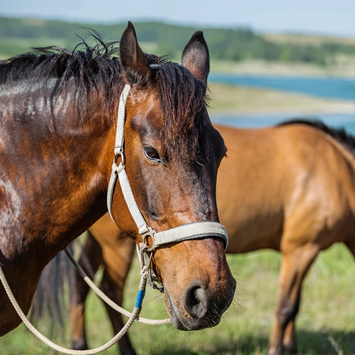 PV4 — Rafting Familiar + Ruta a Caballo + Multiaventura 2BP (Bici + Piragua)